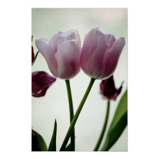 Tulpen 3259 perfect poster (Voorkant)