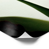 Tulpen 3259 perfect poster (Hoek)