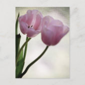 Tulpen 3265 briefkaart (Voorkant)