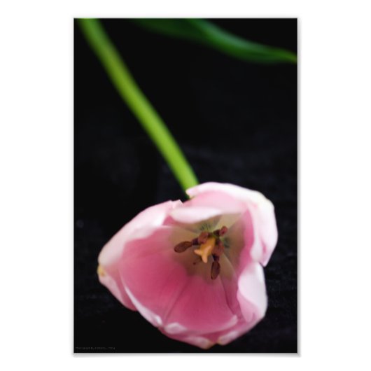 Tulpen 3272 foto afdruk (Voorkant)