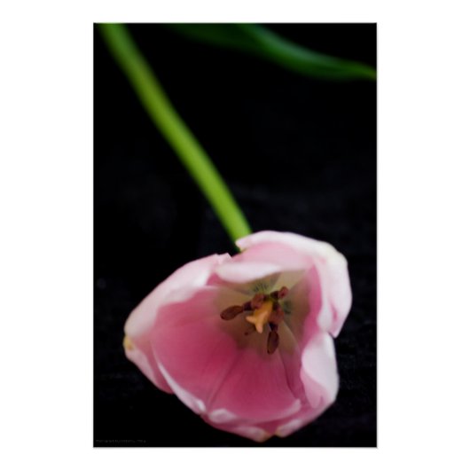 Tulpen 3272 perfect poster (Voorkant)