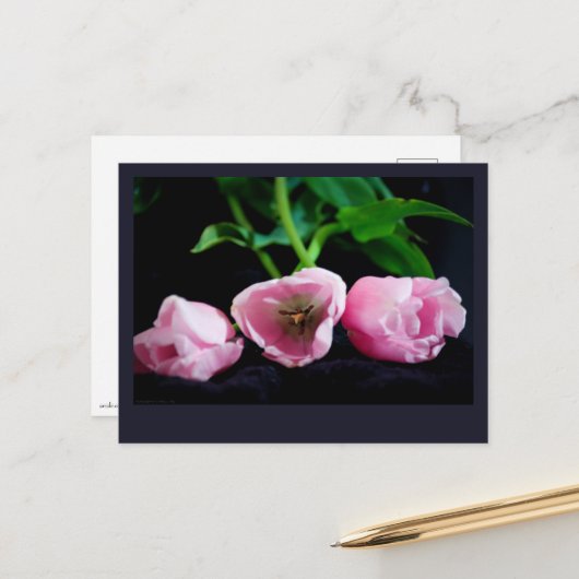 Tulpen 3273 briefkaart (Voorkant / Achterkant in situ)