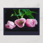 Tulpen 3273 briefkaart (Voorkant)