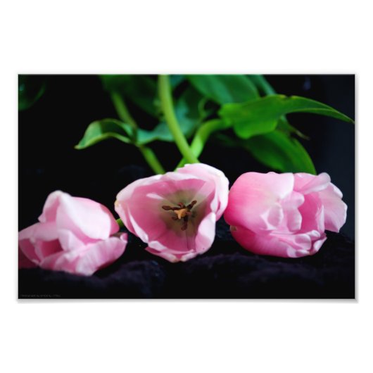 Tulpen 3273 foto afdruk (Voorkant)