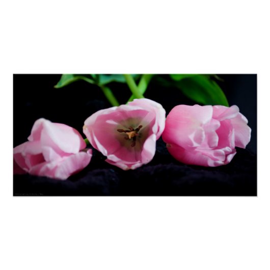 Tulpen 3273 perfect poster (Voorkant)
