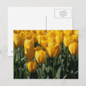 Tulpen 3 briefkaart (Voorkant / Achterkant)