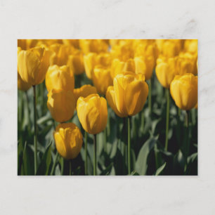 Tulpen 3 briefkaart