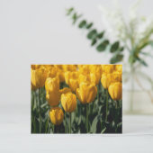 Tulpen 3 briefkaart (Staand voorkant)