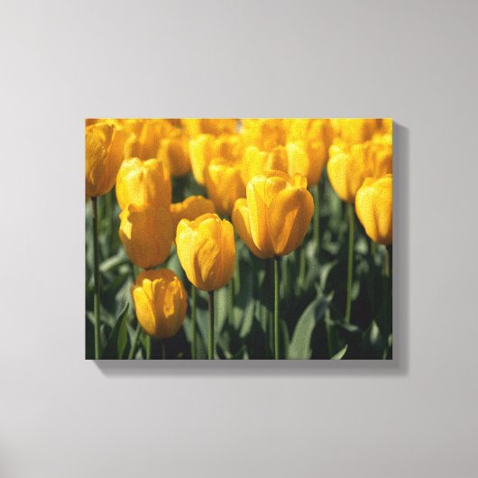 Tulpen 3 canvas afdruk (Voorkant)
