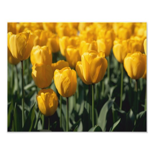 Tulpen 3 foto afdruk (Voorkant)