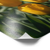 Tulpen 3 foto afdruk (Hoek)