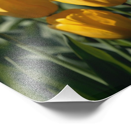 Tulpen 3 foto afdruk (Hoek)