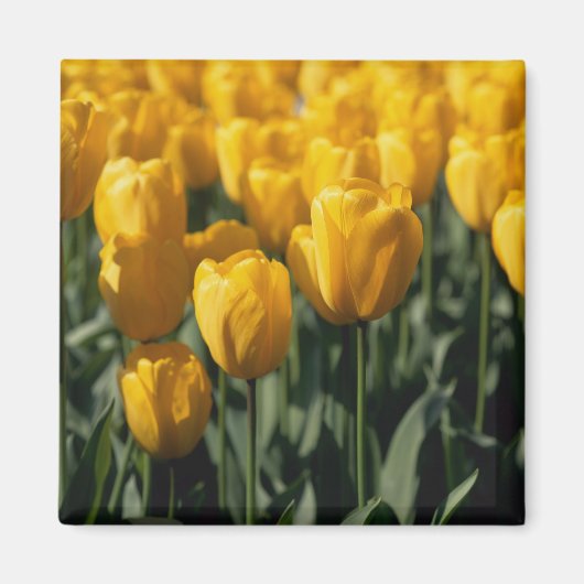 Tulpen 3 magneet (Voorkant)