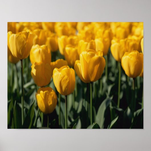 Tulpen 3 poster (Voorkant)