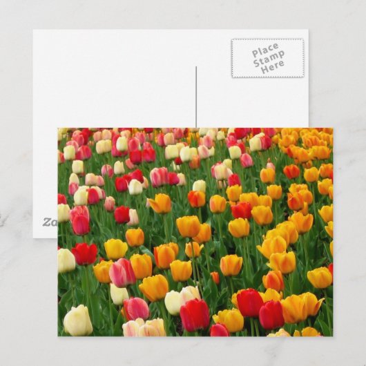 Tulpen 5 Briefkaart (Voorkant / Achterkant)