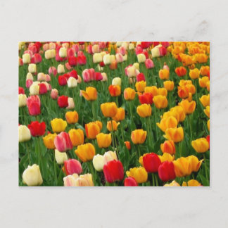Tulpen 5 Briefkaart