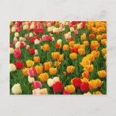 Tulpen 5 Briefkaart (Voorkant)