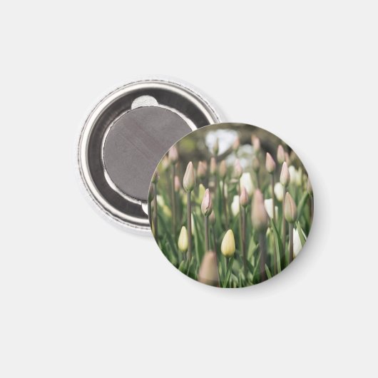 Tulpen beginnen te bloeien magneet (Voorkant / Achterkant)
