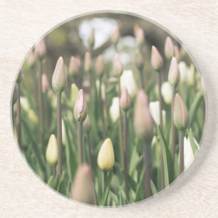 Tulpen beginnen te bloeien zandsteen onderzetter
