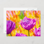 Tulpen Betoverend 12 Briefkaart (Voorkant / Achterkant)