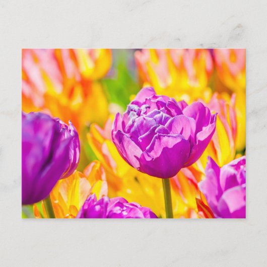 Tulpen Betoverend 12 Briefkaart (Voorkant)