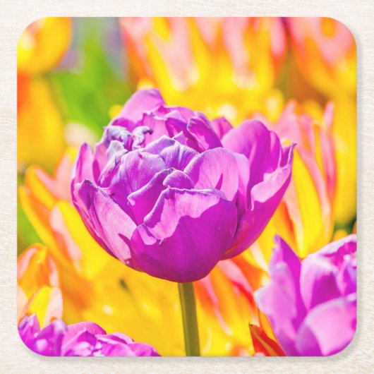 Tulpen Betoverend 12 Kartonnen Onderzetters (Voorkant)