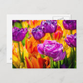 Tulpen Betoverend 12a Briefkaart (Voorkant / Achterkant)