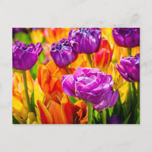 Tulpen Betoverend 12a Briefkaart