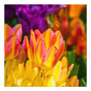 Tulpen Betoverend 16 Foto Afdruk