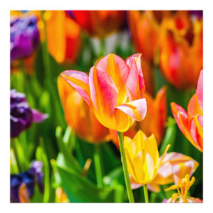 Tulpen Betoverend 17 Foto Afdruk