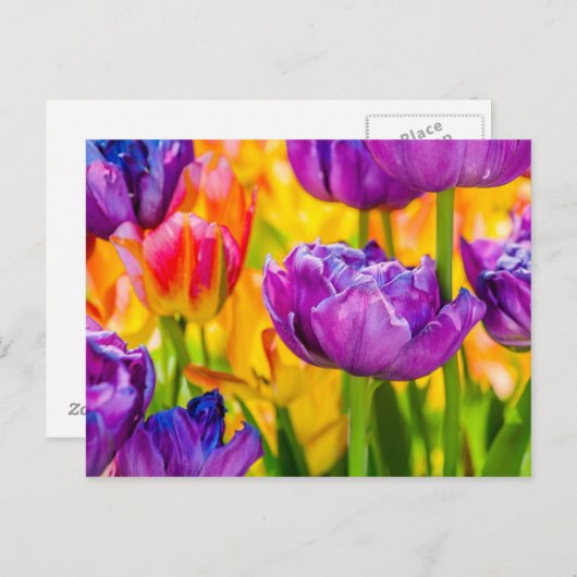Tulpen Betoverend Diep Roze Briefkaart (Voorkant / Achterkant)