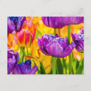 Tulpen Betoverend Diep Roze Briefkaart