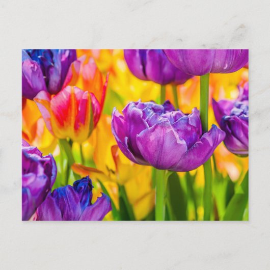 Tulpen Betoverend Dieproze Briefkaart (Voorkant)
