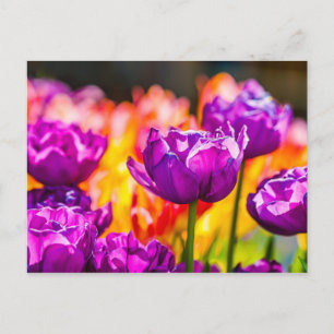 Tulpen Betoverend Paars Briefkaart