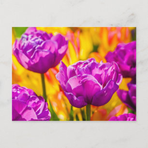 Tulpen Betoverend Paars Briefkaart