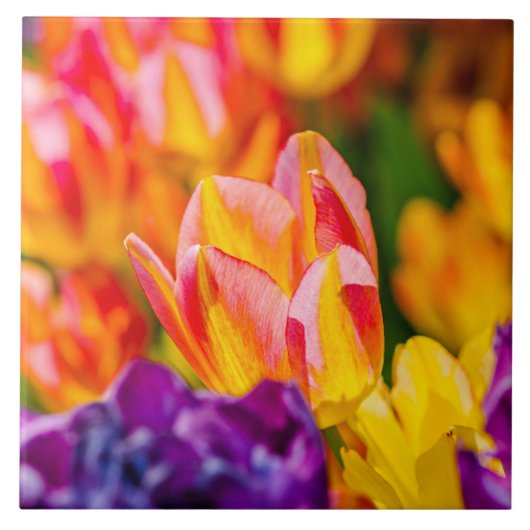 Tulpen Betoverend Tegeltje (Voorkant)
