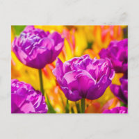 Tulpen Betoverende Paars