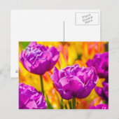 Tulpen Betoverende Violet Briefkaart (Voorkant / Achterkant)