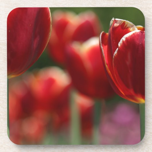 Tulpen Bier Onderzetter (Voorkant)