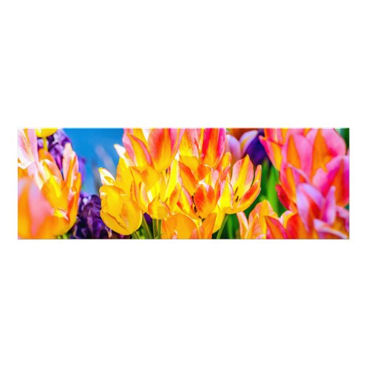 Tulpen - Bloeien Foto Afdruk (Voorkant)