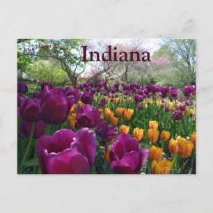 Tulpen bloeien in Forest Park, Indiana Briefkaart
