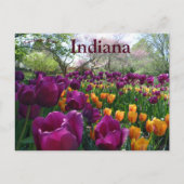 Tulpen bloeien in Forest Park, Indiana Briefkaart (Voorkant)