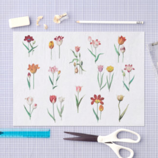 Tulpen Bloem Vloeipapier Tissuepapier