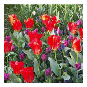 Tulpen Bloemen Bloesems Love Destiny Douche Perfect Poster