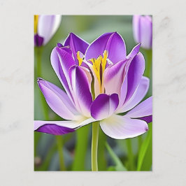 Tulpen, bloemen, briefkaart voor postovergangen