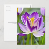 Tulpen, bloemen, briefkaart voor postovergangen (Voorkant / Achterkant)