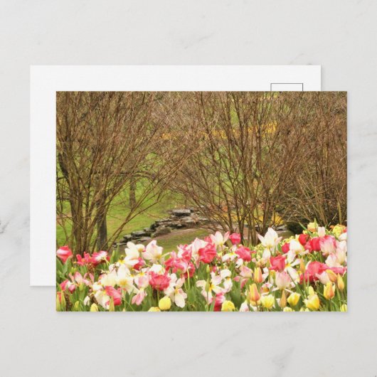 tulpen/bomen briefkaart (Voorkant / Achterkant)