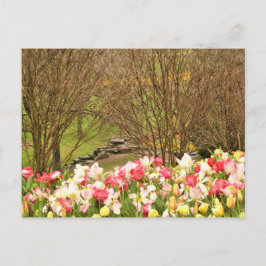 tulpen/bomen briefkaart