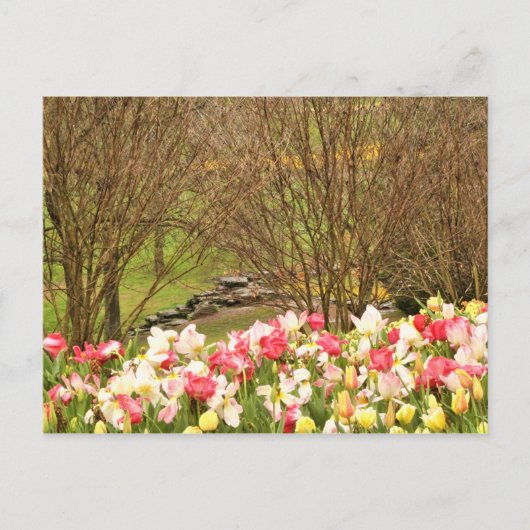 tulpen/bomen briefkaart (Voorkant)