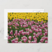 Tulpen Briefkaart (Voorkant / Achterkant)